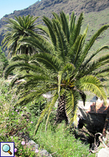 Kanarische Dattelpalme (Canary Date Palm, Phoenix canariensis)