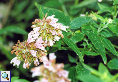 Kanarischer Zitronenstrauch (Herb of Gilead, Cedronella canariensis)
