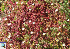 Knotenblütige Mittagsblume (Slender-Leaved Ice Plan, Mesembryanthemum nodiflorum)