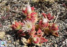 Kristall-Mittagsblume (Common Ice Plant, Mesembryanthemum crystallinum)