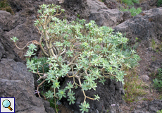 Balsam-Wolfsmilch (Euphorbia balsamifera)