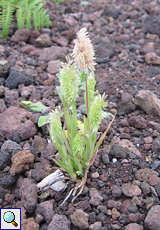 Goldgras (Lamarckia aurea), Text folgt