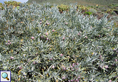 Staubiger Zeiland (Neochamaelea pulverulenta)