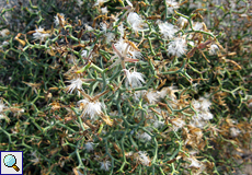Strauch-Dornlattich (Launaea arborescens)