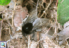 Kanarische Erdhummel (Bombus canariensis)