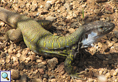 Männliche Nördliche Teneriffa-Kanareneidechse (Tenerife Lizard, Gallotia galloti eisentrauti)
