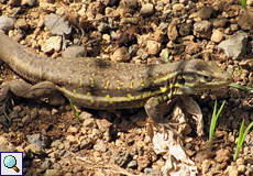 Weibliche Nördliche Teneriffa-Kanareneidechse (Tenerife Lizard, Gallotia galloti eisentrauti)