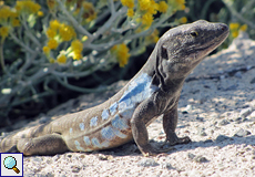 Männliche Teneriffa-Kanareneidechse (Tenerife Lizard, Gallotia galloti galloti)