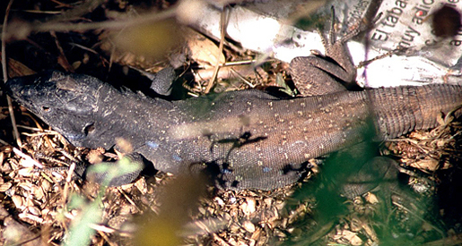 Männliche Anaga-Kanareneidechse (Tenerife Lizard, Gallotia galloti insulanagae)