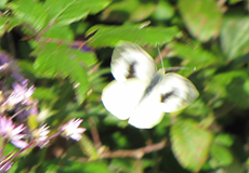 Kanaren-Weißling (Canary Large White, Pieris cheiranthi)