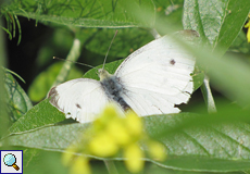 Kleiner Kohlweißling (Small White, Pieris rapae)
