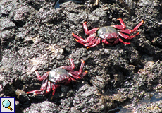 Ostatlantische Rote Felsenkrabbe (Atlantic Red Rock Crab, Grapsus adscensionis)