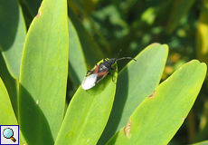 Lindenwanze (Lime Seed Bug, Oxycarenus lavaterae)