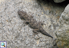 Kanarengecko (Tenerife Wall Gecko, Tarentola delalandii)