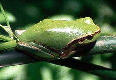 Mittelmeer-Laubfrosch (Mediterranean Treefrog, Hyla meridionalis)