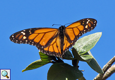 Monarchfalter (Monarch, Danaus plexippus)