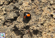 Nierenfleckiger Kugelmarienkäfer (Kidney-spot Ladybird, Chilocorus renipustulatus canariensis)
