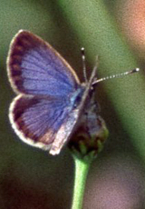 Zizeeria knysna (African Grass Blue), Männchen