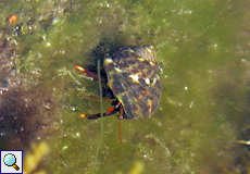Mittelmeer-Felsenküsteneinsiedlerkrebs (Mediterranean Hermit Crab, Clibanarius erythropus)