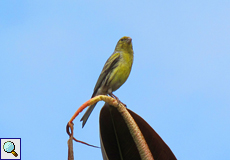 Kanarengirlitz (Island Canary, Serinus canaria)
