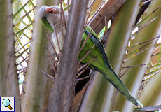 Mönchssittich (Monk Parakeet, Myiopsitta monachus)