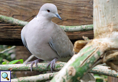 Türkentaube (Collared Dove, Streptopelia decaocto)