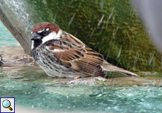 Männlicher Weidensperling (Spanish Sparrow, Passer hispaniolensis hispaniolensis)