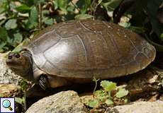 Weibliche Arrauschildkröte (South American River Turtle, Podocnemis expansa)