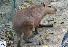 Eines der beiden Wasserschweine (Hydrochoerus hydrochaeris) der Casa Maria