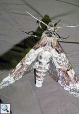 Pseudosphinx tetrio (Tetrio Sphinx Moth)