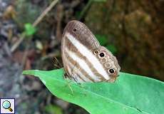 Pareuptychia ocirrhoe (Two-banded Satyr)