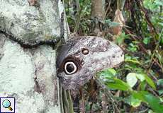Bananenfalter (Forest Giant Owl, Caligo eurilochus)