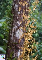 Baum mit Orchidee im Palmichal Forest Reserve