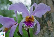 Cattleya mossiae im Palmichal Forest Reserve