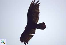 Truthahngeier (Turkey Vulture, Cathartes aura ruficollis)