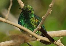 Männlicher Blauschwanz-Smaragdkolibri (Blue-tailed Emerald, Chlorostilbon mellisugus)