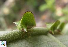 Antianthe expansa (Keeled Treehopper)